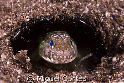 Living in a bottle. by Miguel Cortés 